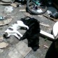 esta es la foto de mi perro y el gato de mi prima jeje el jin y el jan
jeje